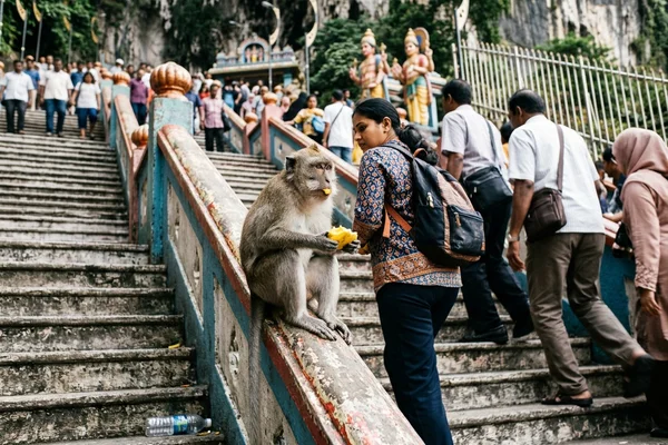 A long-tailed macaque on the staircase handrail as visitors pass with closed bags